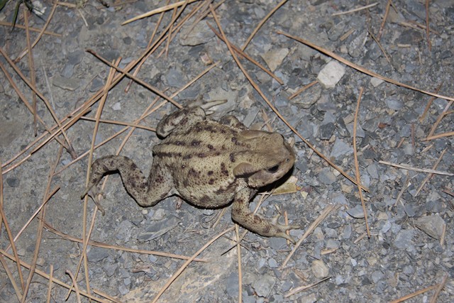 rospetti